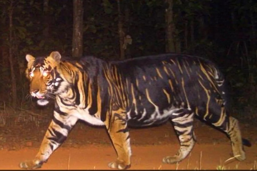 rare black tiger found dead