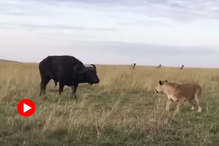 Video of buffalo being eaten by hyena and lionesses put up brave fight goes viral.