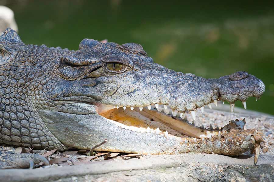 representative photo of Crocodile
