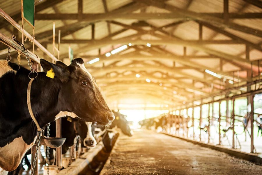 হায়দরাবাদে সিড’স ফার্ম নামে কিশোরের ডেয়ারির ব্যবসা শুরুর আগের কাহিনি বক্স অফিস সফল সিনেমার চিত্রনাট্যের মতো।