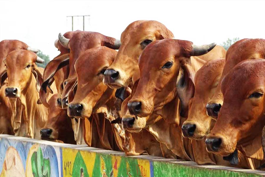 সংবাদমাধ্যমের দাবি, সংস্থার যাত্রা শুরুর সময় নিজের হাতে যাবতীয় খুঁটিনাটি দেখতেন কিশোরই। তা সে গরুর দুধ দোয়ানো হোক বা দুধের ডেলিভারি।