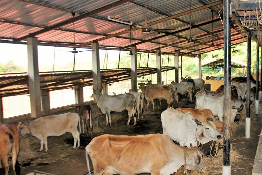 আড়েবহরে ব্যবসা বৃদ্ধি হওয়ায় এ বার স্থানীয় দুধওয়ালাদের কাছ থেকে দুধ সংগ্রহ করতে শুরু করেন কিশোর। দৈনিক ক্রেতার সংখ্যাও হাজারের গণ্ডি ছাড়ানোয় এক সময় কিশোরের সংস্থায় গরুর সংখ্যা বেড়ে হয়েছিল ১০০টি।