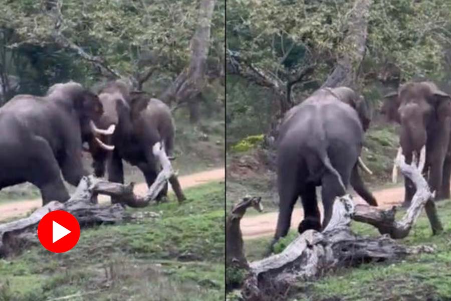 image of clash of elephant 