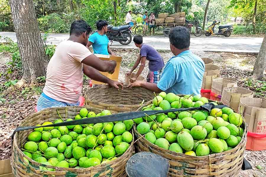 ঝড়ের আশঙ্কায় কাঁচা আম পেড়ে ফেলেছেন চাষিরা। ভাঙড়ে। নিজস্ব চিত্র