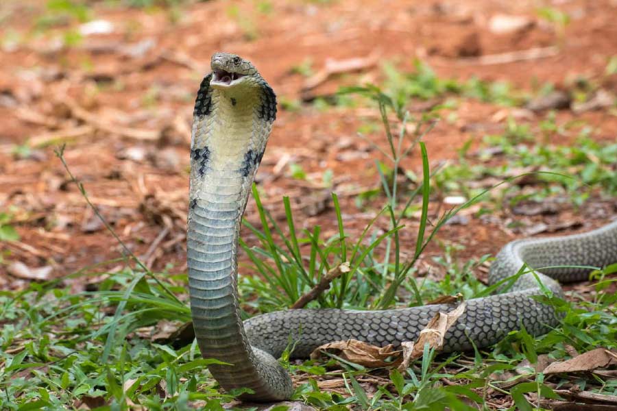 A snake cathcer rescues a 15 foot long king cobra which was under a car