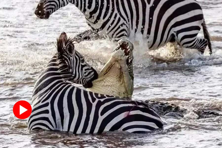 photo of Zebra
