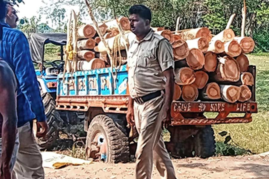 Police caught a truck loaded with eucalyptus wood at Goghat