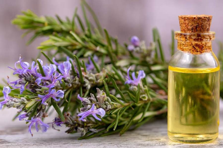 rosemary oil