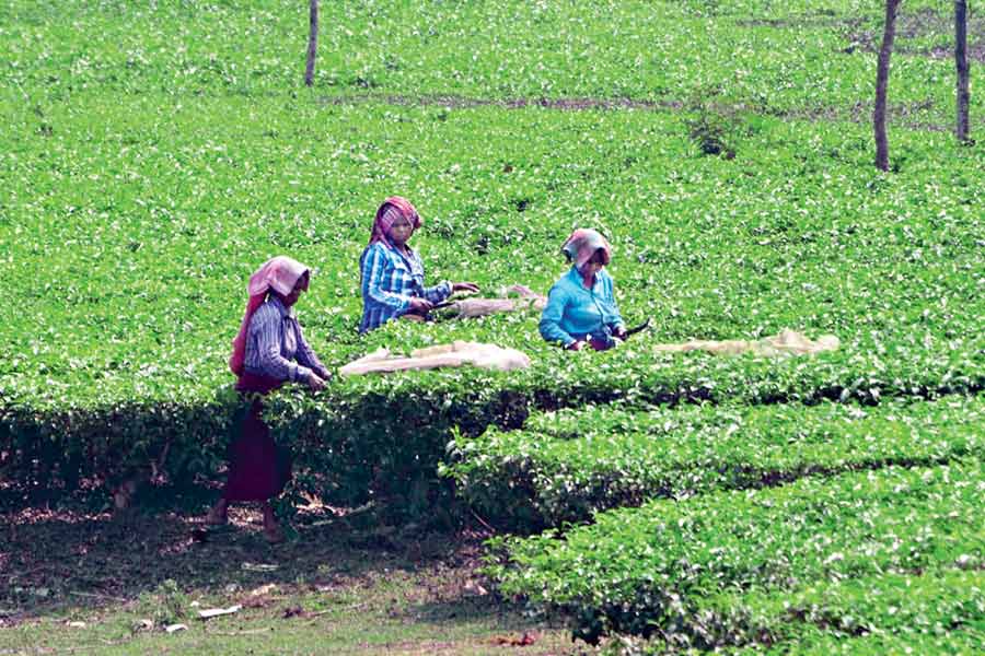 workers of tea garden at jalpaiguri