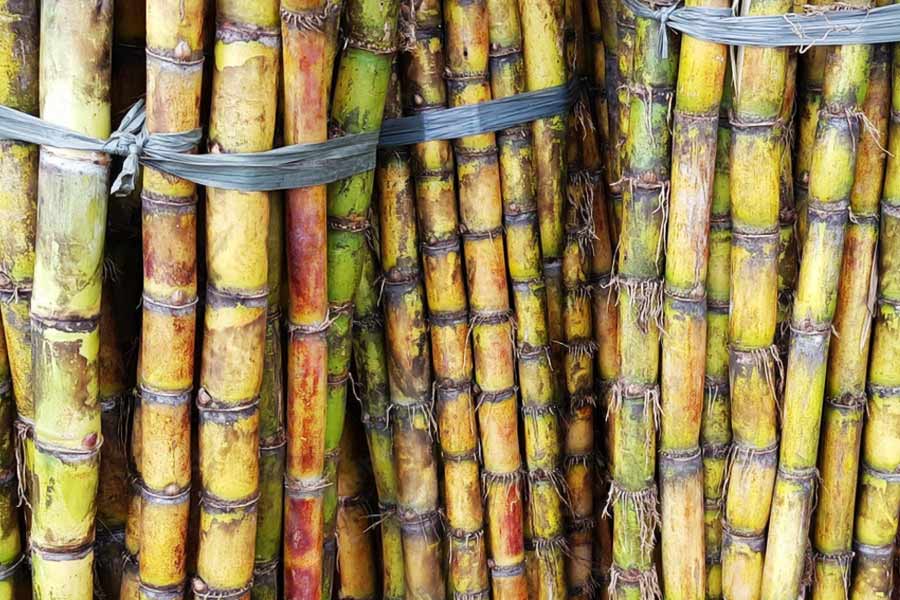 রাম্যা বলেন, ‘‘আমার বাবা-মা আখ এবং হলুদের চাষ করে সংসার চালায়। পড়াশোনার চালানোর জন্য টাকা জোগাড় করতে মুশকিলেই পড়ত ওরা। তাই আমি শিক্ষাঋণ নিয়ে নিই। কয়েক বছর পর যে আমি ঋণ শোধ করে দিতে পারব, সেই ভরসা নিজের উপর ছিল।’’