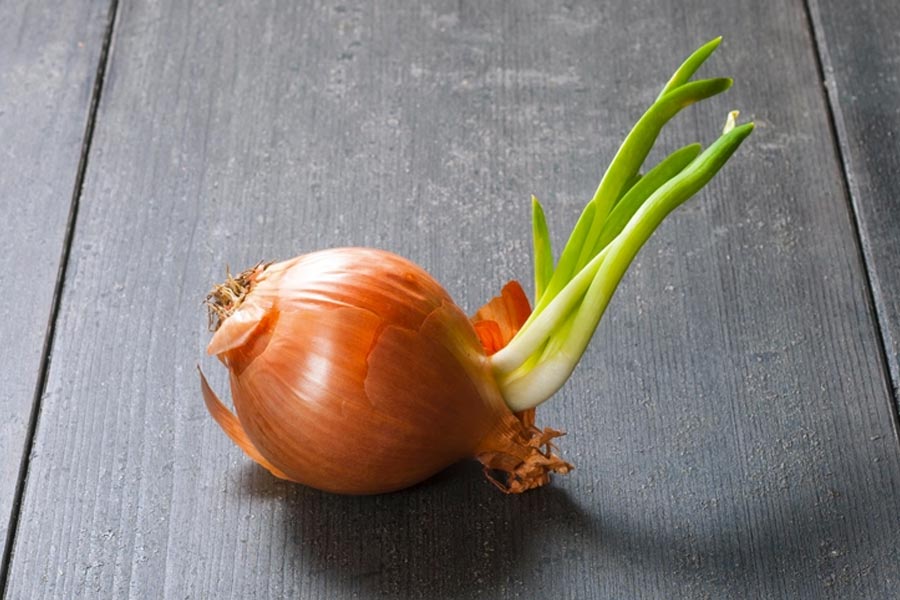 Image of sprouted Onion.