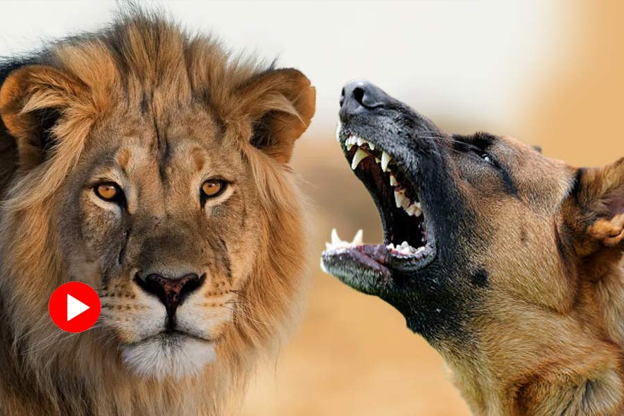 Video of lion getting scared of dog goes viral.
