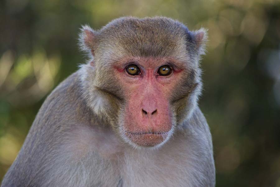 photo of Monkey