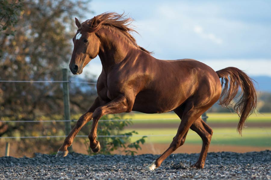 representative photo of horse