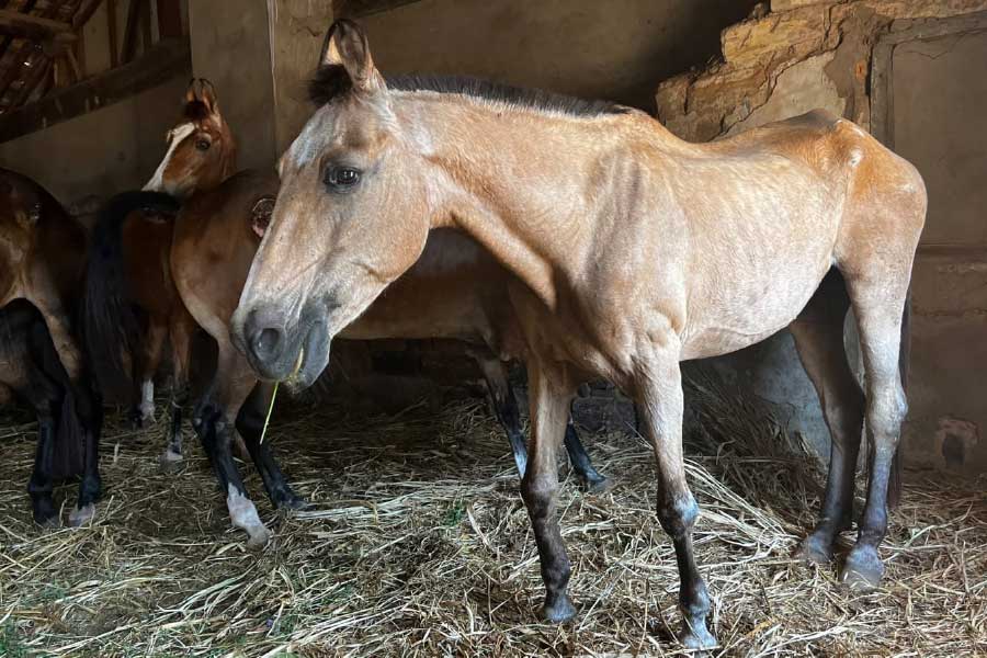 representative photo of horse