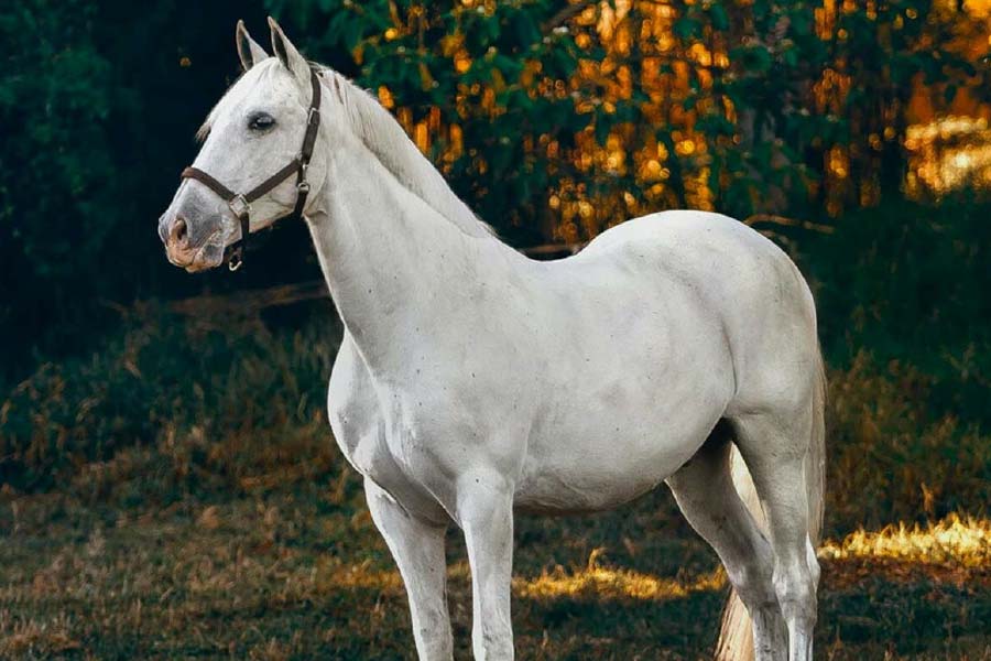 representative photo of horse