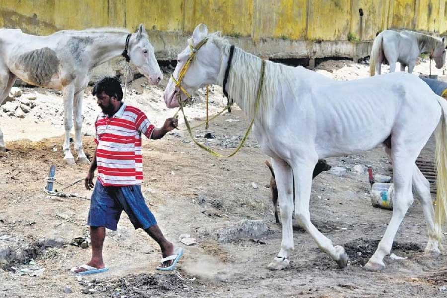 representative photo of horse