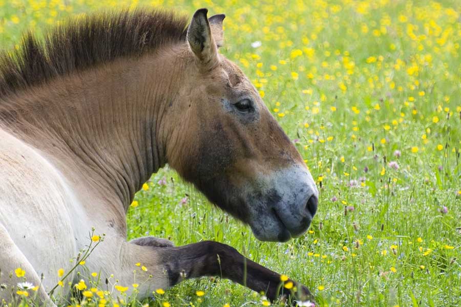 representative photo of horse