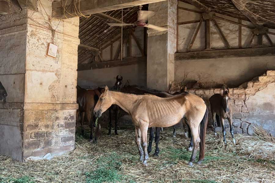 representative photo of horse