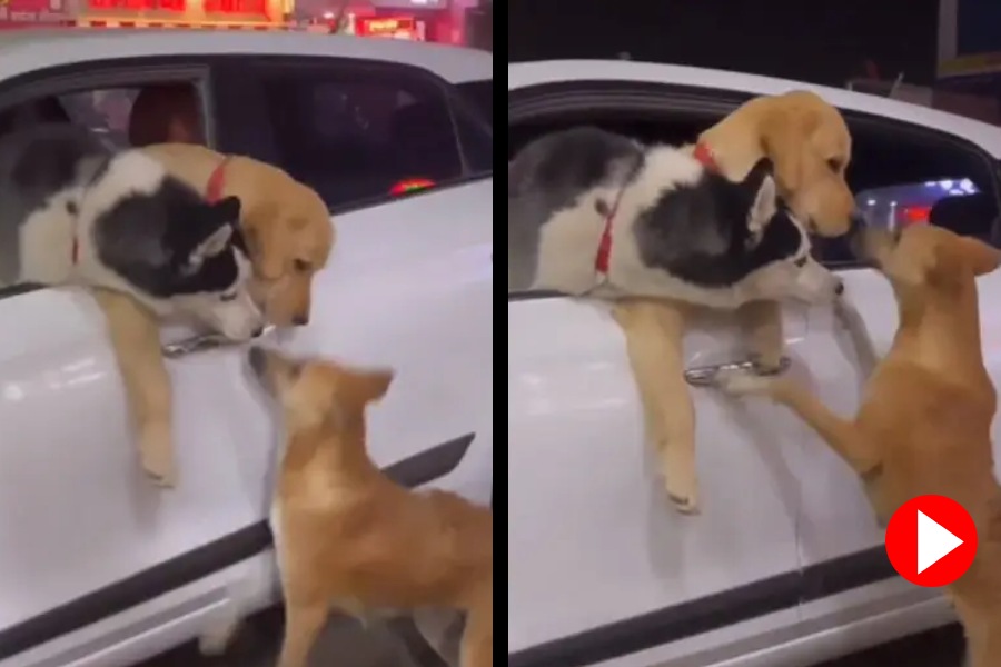 street Dog befriends with siberian husky and golden retriever