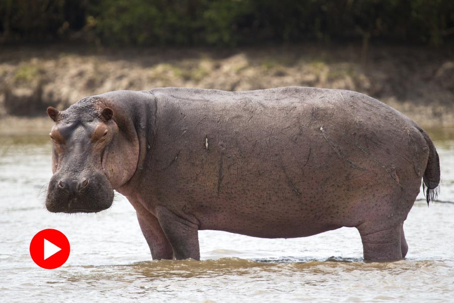 representative photo of hippopotamus