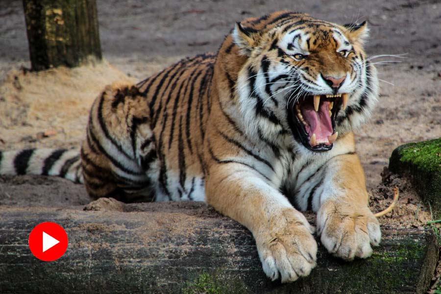 representative photo of tiger