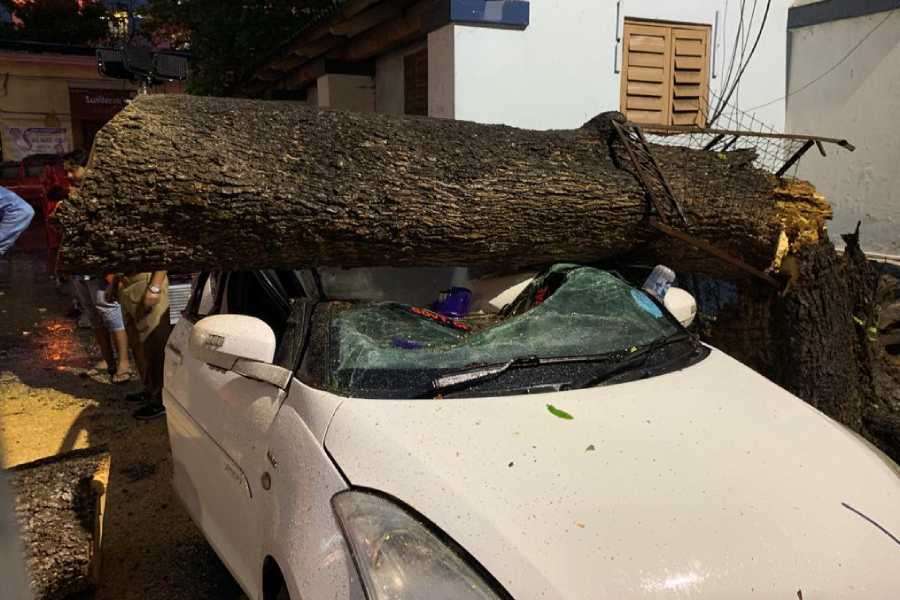 image of tree fallen on car 