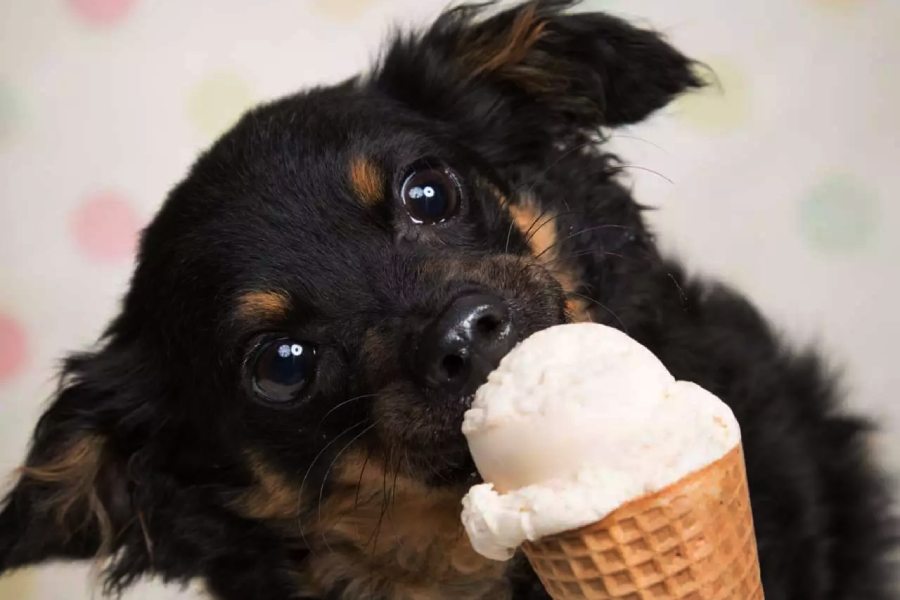 Image of Dog.