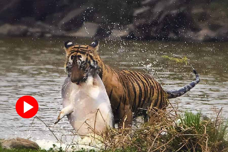 representative photo of tiger