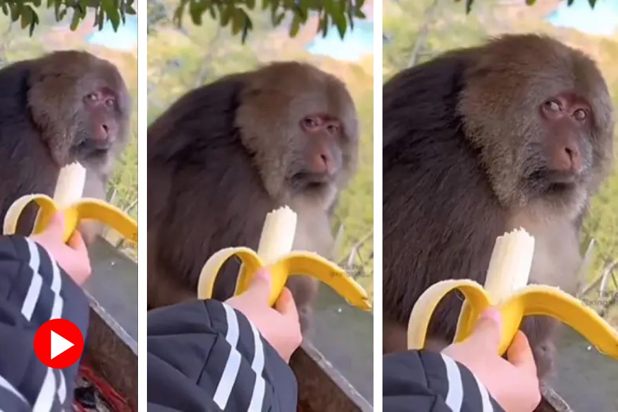 A monkey gives suspicious look to a person 
