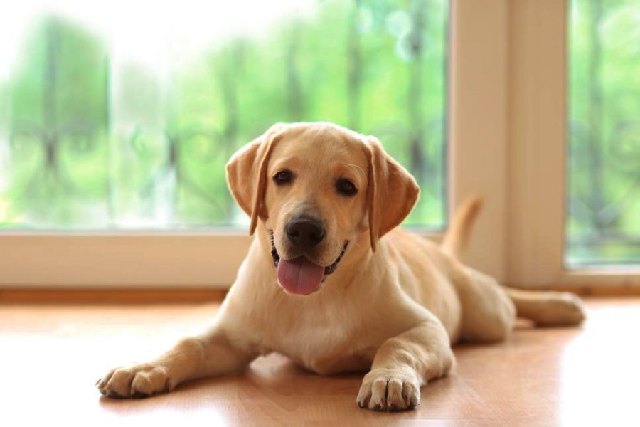 Image of Dog.
