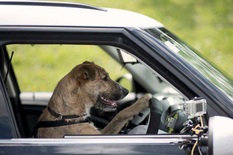 Police arrests man who speeding up car and switch places with his dog
