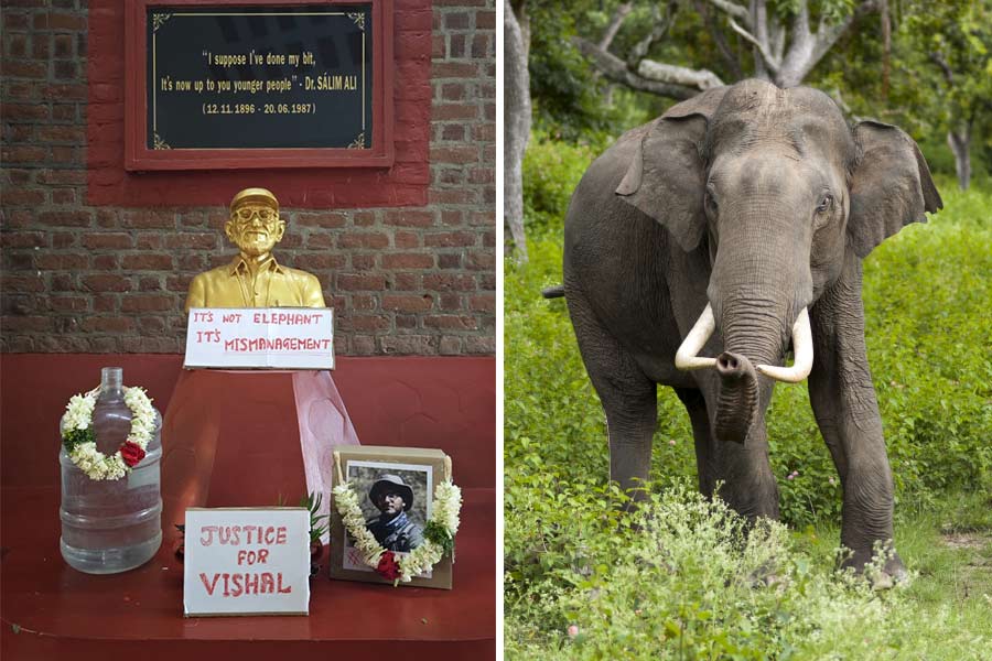 Wildlife research scholar killed by wild elephant in SACON campus of Tamil Nadu