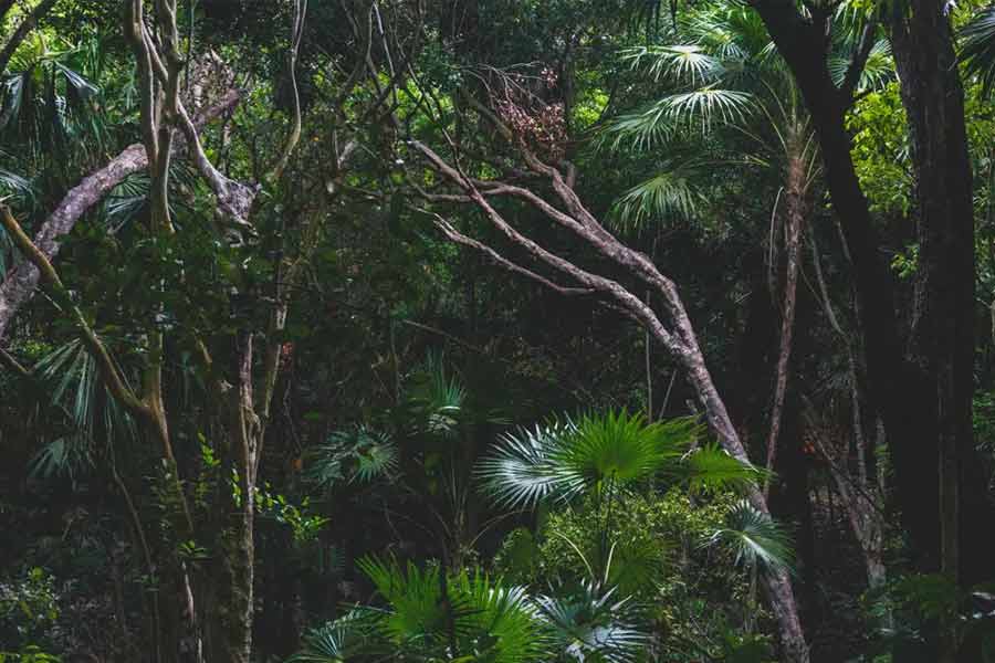 5000 Years' old civilization from Mesolithic age found in Gujarat’s Devgadh Baria 