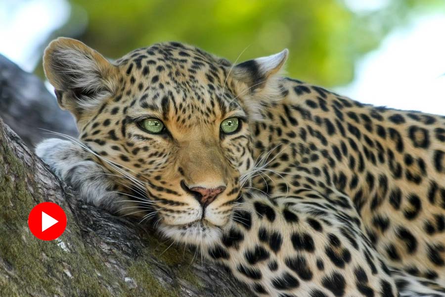 representative photo of Leopard
