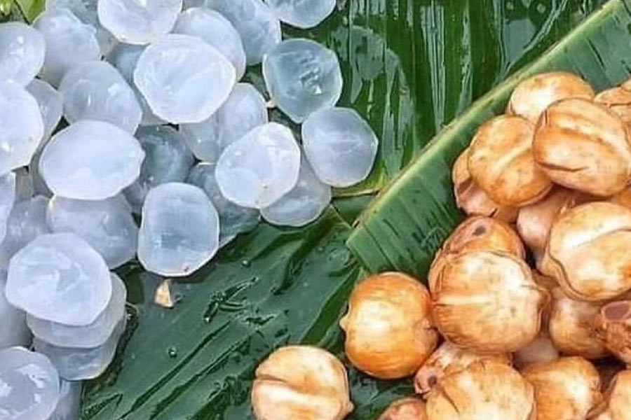 Image of palm Shells.