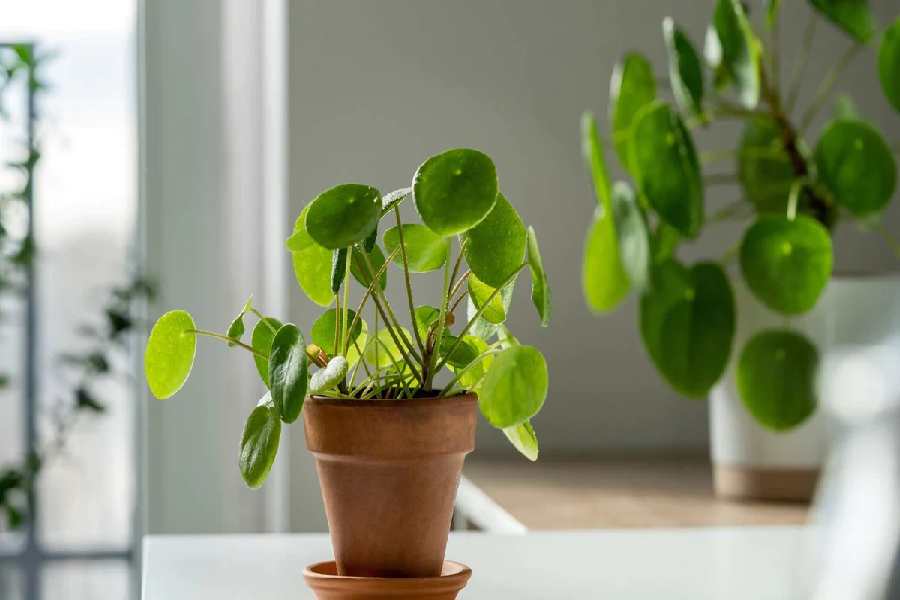 Image of Money Plant.
