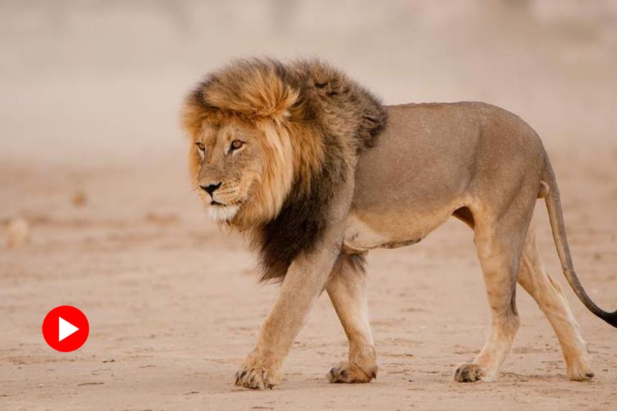 representative photo of lion