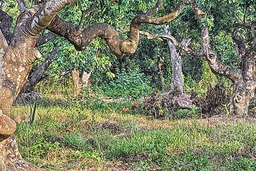 Litchi trees empty at baruipur