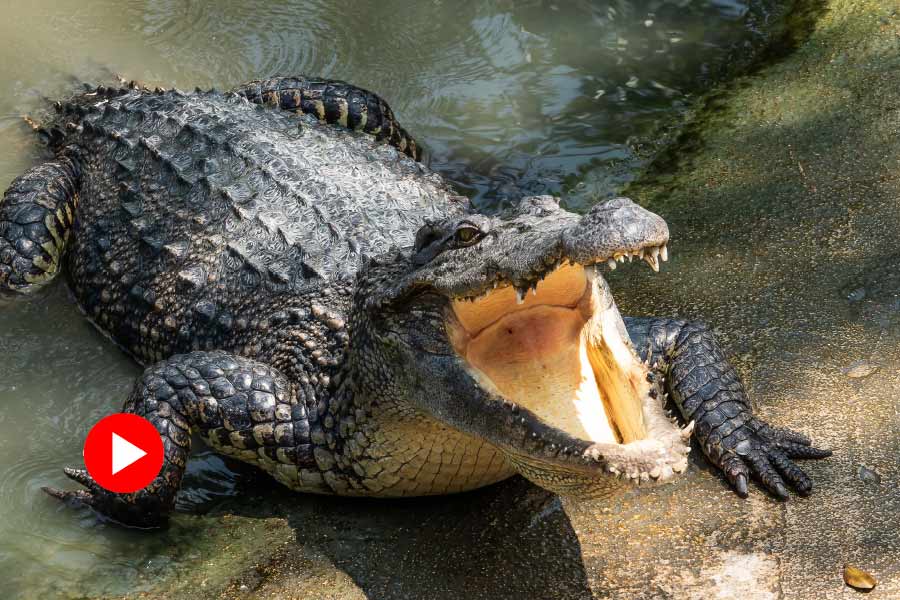 representative photo of Crocodile