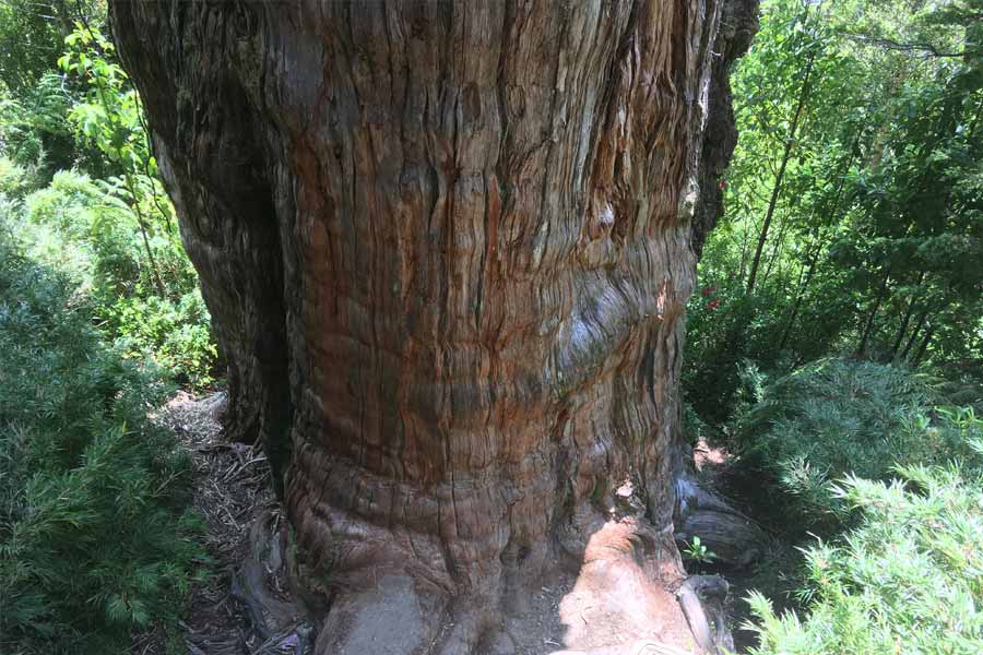 Image of 'Great Grandfather' tree of Chile