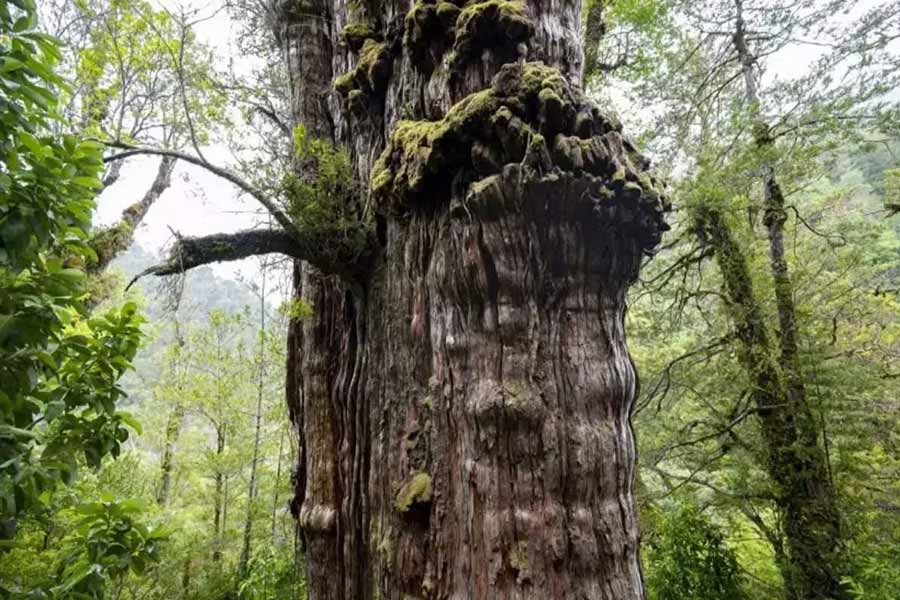 Image of 'Great Grandfather' tree of Chile
