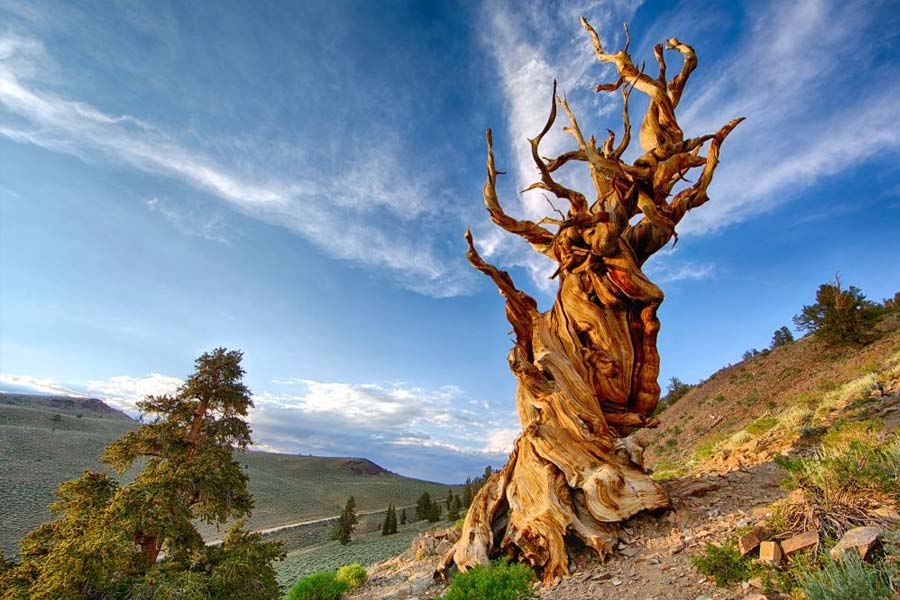 Image of Methuselah tree