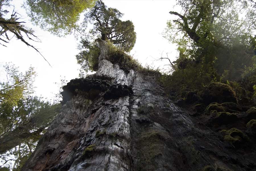 Image of 'Great Grandfather' tree of Chile