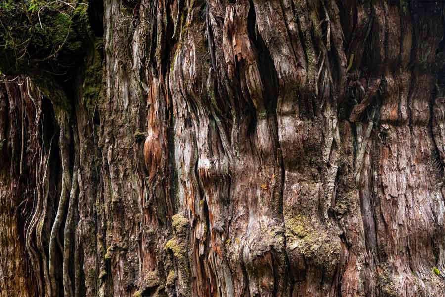 Image of 'Great Grandfather' tree of Chile