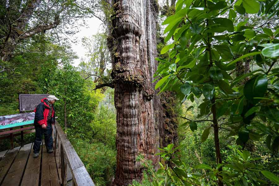 Image of 'Great Grandfather' tree of Chile