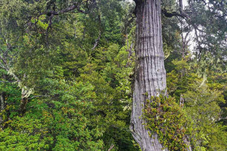 Image of 'Great Grandfather' tree of Chile