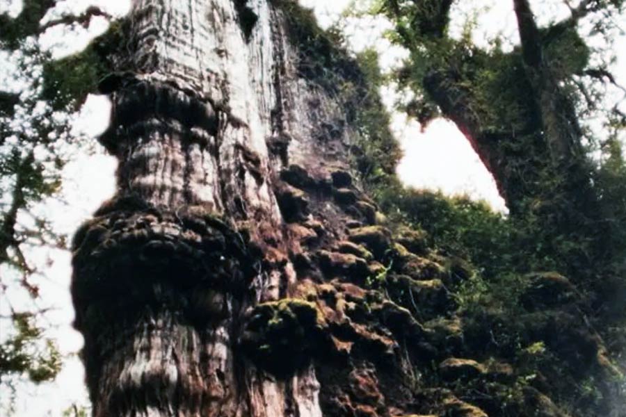 Image of 'Great Grandfather' tree of Chile