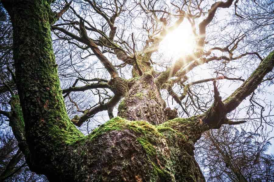 Image of 'Great Grandfather' tree of Chile