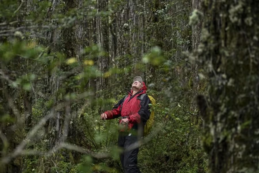 Image of 'Great Grandfather' tree of Chile